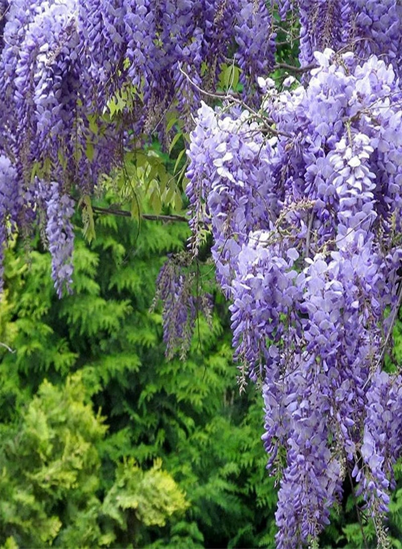 GGOOT 10Pcs Wisteria Seeds Attractive Trees for Landscaping Adding Beautiful Landscape to The of Garden Create Beautiful Environment - Image 2