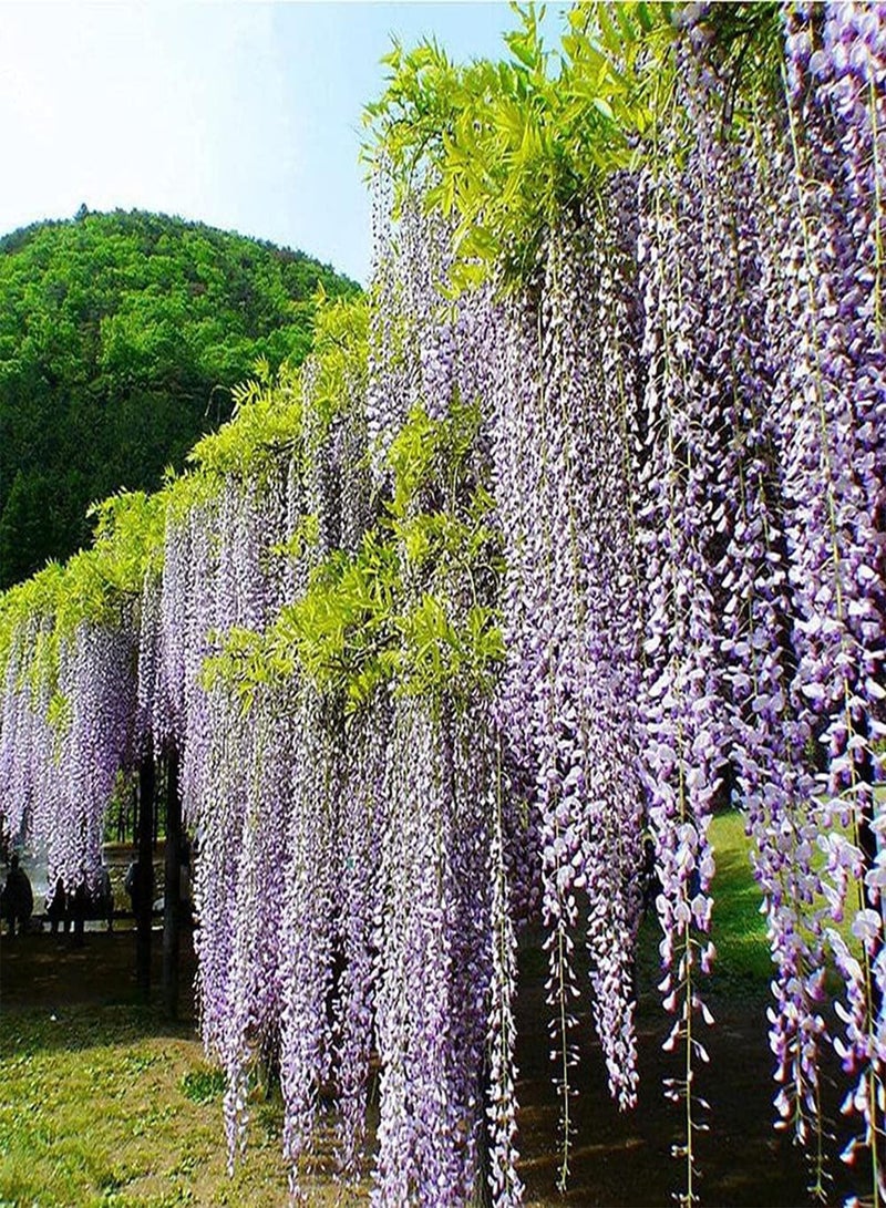 GGOOT 10Pcs Wisteria Seeds Attractive Trees for Landscaping Adding Beautiful Landscape to The of Garden Create Beautiful Environment - Image 1