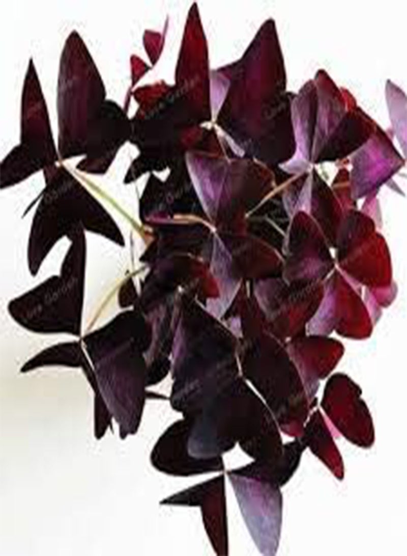 2 Oxalis Wood Sorrel Flower Seeds Purple.