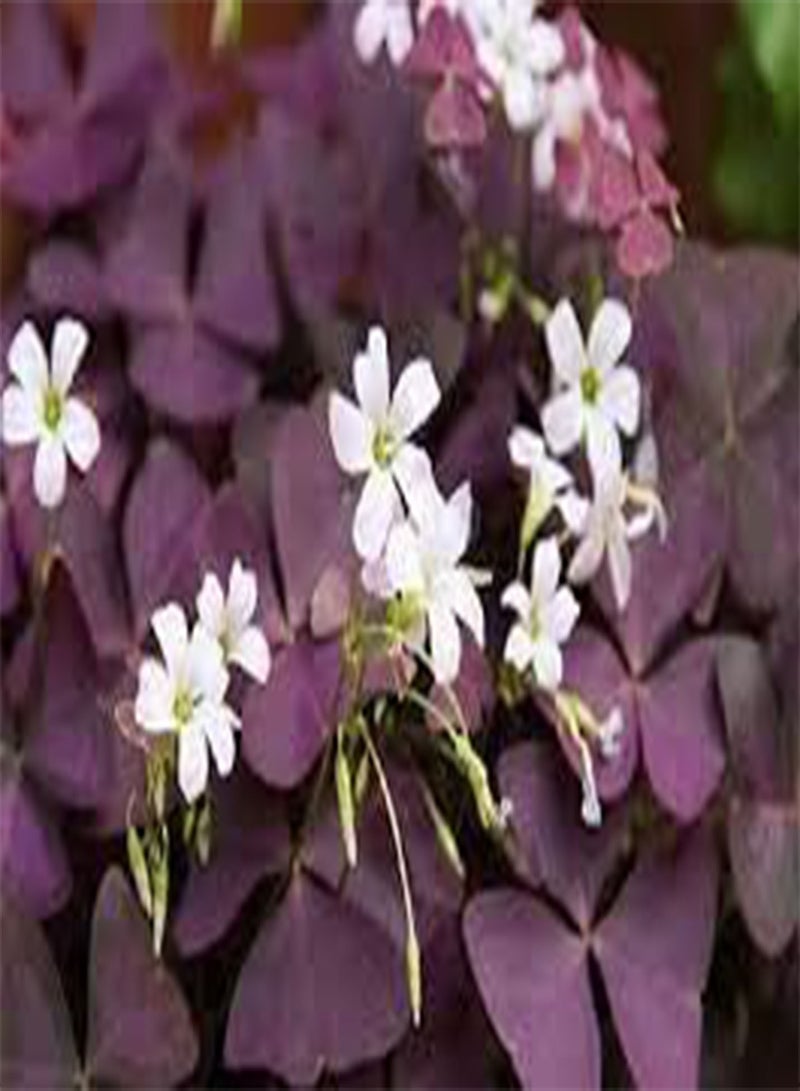 2 Oxalis Wood Sorrel Flower Seeds Purple.