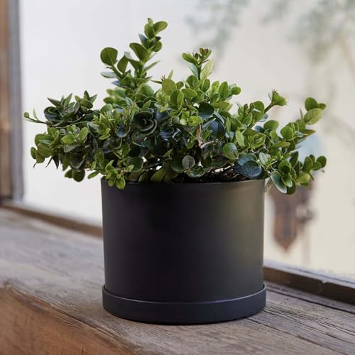 Bloem Mathers 6" Black Round Modern Resin Garden Planter Pot with Drainage Holes and Removable Saucer Tray Included - Image 2