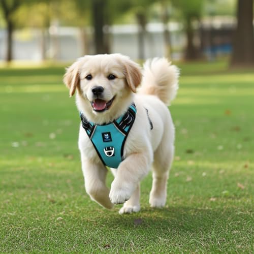 HANK Dog Harness | 3M Reflective | Body Vest for Small Dogs | Soft Comfortable | Adjustable Buckles | No Pull Harness for Training, Walking (Cyan Blue - S (4-13Kg) - Image 3
