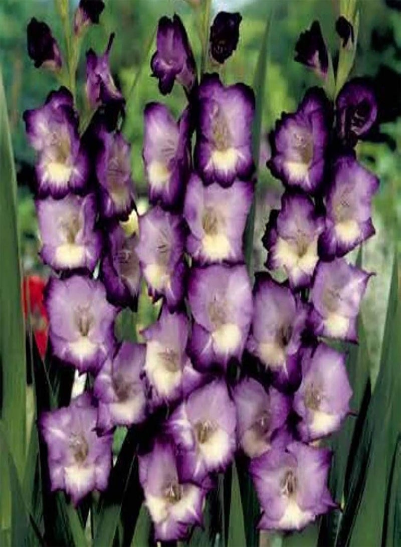 GGOOT 100Pcs/Bag Gladiolus Seeds,Elegant Aesthetic Mix Color Sword Seeds for Planting Garden Yard Outdoor 1 Seed - Image 4