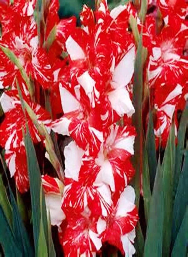GGOOT 100Pcs/Bag Gladiolus Seeds,Elegant Aesthetic Mix Color Sword Seeds for Planting Garden Yard Outdoor 1 Seed - Image 3