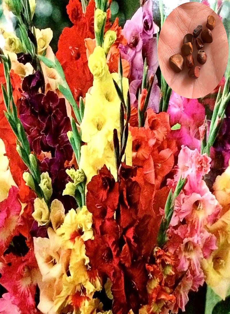 GGOOT 100Pcs/Bag Gladiolus Seeds,Elegant Aesthetic Mix Color Sword Seeds for Planting Garden Yard Outdoor 1 Seed - Image 1