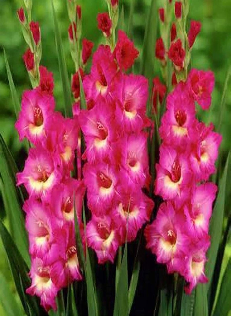 GGOOT 100Pcs/Bag Gladiolus Seeds,Elegant Aesthetic Mix Color Sword Seeds for Planting Garden Yard Outdoor 1 Seed - Image 2