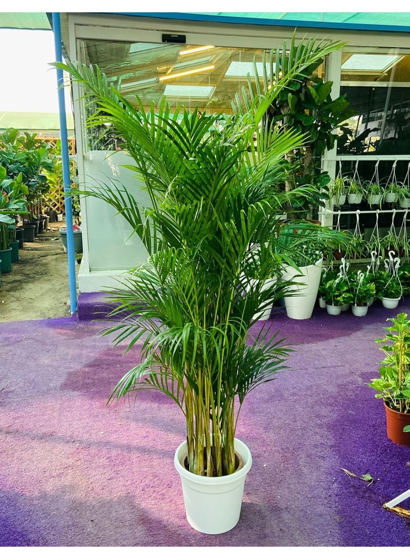 سبيكتروم ٣٦٠ نخيل أريكا حي، نبات داخلي، منقي هواء طبيعي، سهل العناية | نخيل أريكا أخضر غني لديكور المنزل والمكتب، نبات داخلي في أصيص مزخرف، سهل العناية - Image 1