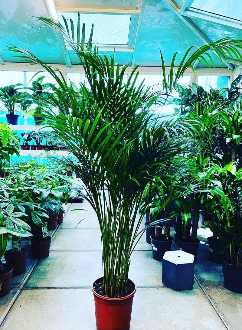 سبيكتروم ٣٦٠ نخيل أريكا حي، نبات داخلي، منقي هواء طبيعي، سهل العناية | نخيل أريكا أخضر غني لديكور المنزل والمكتب، نبات داخلي في أصيص مزخرف، سهل العناية - Image 2