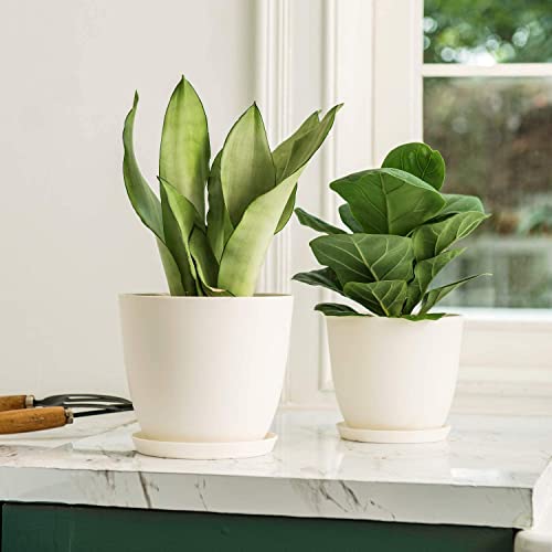Tim Tim Agro 6 Pack of 10 Inch Plant Saucer, Plastic Plant Trays for Pots, Plant Saucers for Indoors Round, Planter Tray for Planter 8"/9"/10" (Grayish White) - Image 3