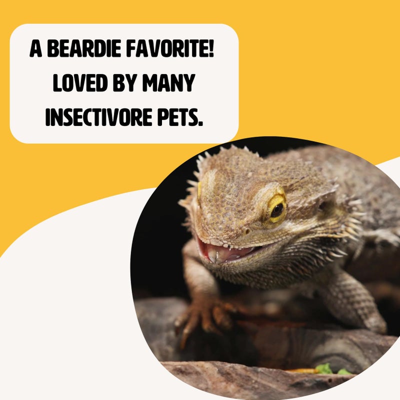 Fluker's Freeze Dried Insects, Nutrient, Packed Mealworms, Ideal for Lizards, Reptiles, Birds, Fish, Hedgehogs, 1.7 oz - Image 4