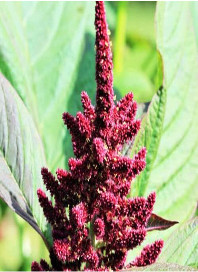 GGOOT Amaranthus Pygmy Torch Amaranthus Hypochondriacus (PKD) - 500 Bulk Seeds 