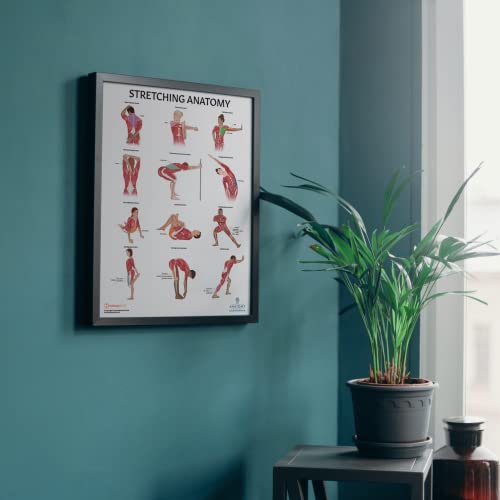 Anatomy Lab Stretching Anatomy Poster Laminated Exercise and Fitness Chart 173 x 225 Inches Educational Anatomy and Physiology Poster for Physical Education Workouts and Classroom Use Durable Stretching Wall Chart - Image 3