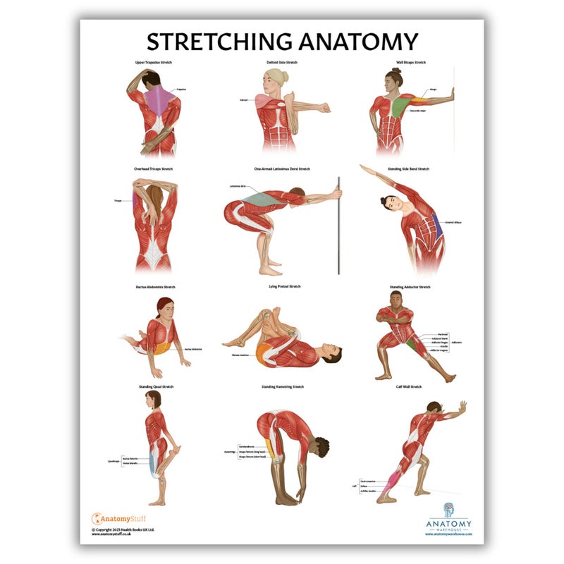 Anatomy Lab Stretching Anatomy Poster Laminated Exercise and Fitness Chart 173 x 225 Inches Educational Anatomy and Physiology Poster for Physical Education Workouts and Classroom Use Durable Stretching Wall Chart - Image 2