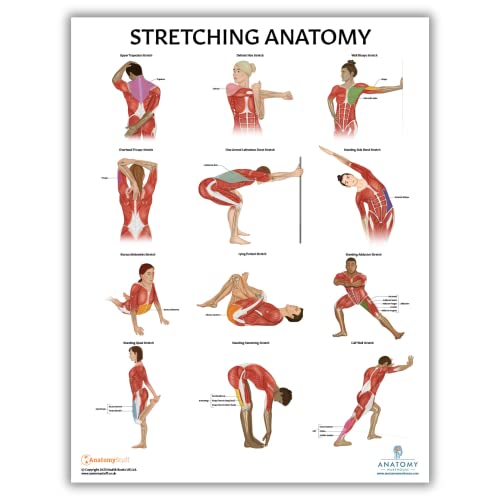 Anatomy Lab Stretching Anatomy Poster Laminated Exercise and Fitness Chart 173 x 225 Inches Educational Anatomy and Physiology Poster for Physical Education Workouts and Classroom Use Durable Stretching Wall Chart - Image 1