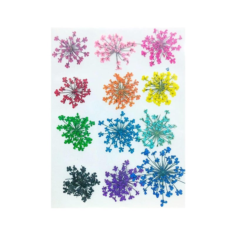 Zarwani 12 pcs Diasy Dried Pressed Flowers Real Pressed Flowers Dry Leaves for Scrapbooking DIY Art Crafts Epoxy Resin Jewelry Candle Soap Making Nails Dcor Mix Color