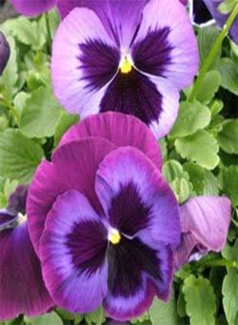 جي جوت بانسي ماجيستيك جاينت 2 جينز أزرق 100 بذرة