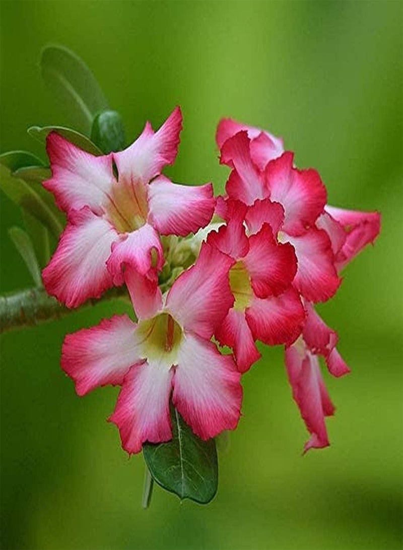 جي جوت قطع من بذور وردة الصحراء المعمرة، بذور زهرة موروثة للزراعة في الهواء الطلق، زهور وردية باهتة تتفتح في الصيف، سهلة البقاء على قيد الحياة في أشجار الحديقة - Image 1