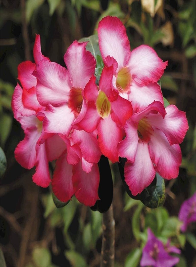 جي جوت قطع من بذور وردة الصحراء المعمرة، بذور زهرة موروثة للزراعة في الهواء الطلق، زهور وردية باهتة تتفتح في الصيف، سهلة البقاء على قيد الحياة في أشجار الحديقة - Image 2