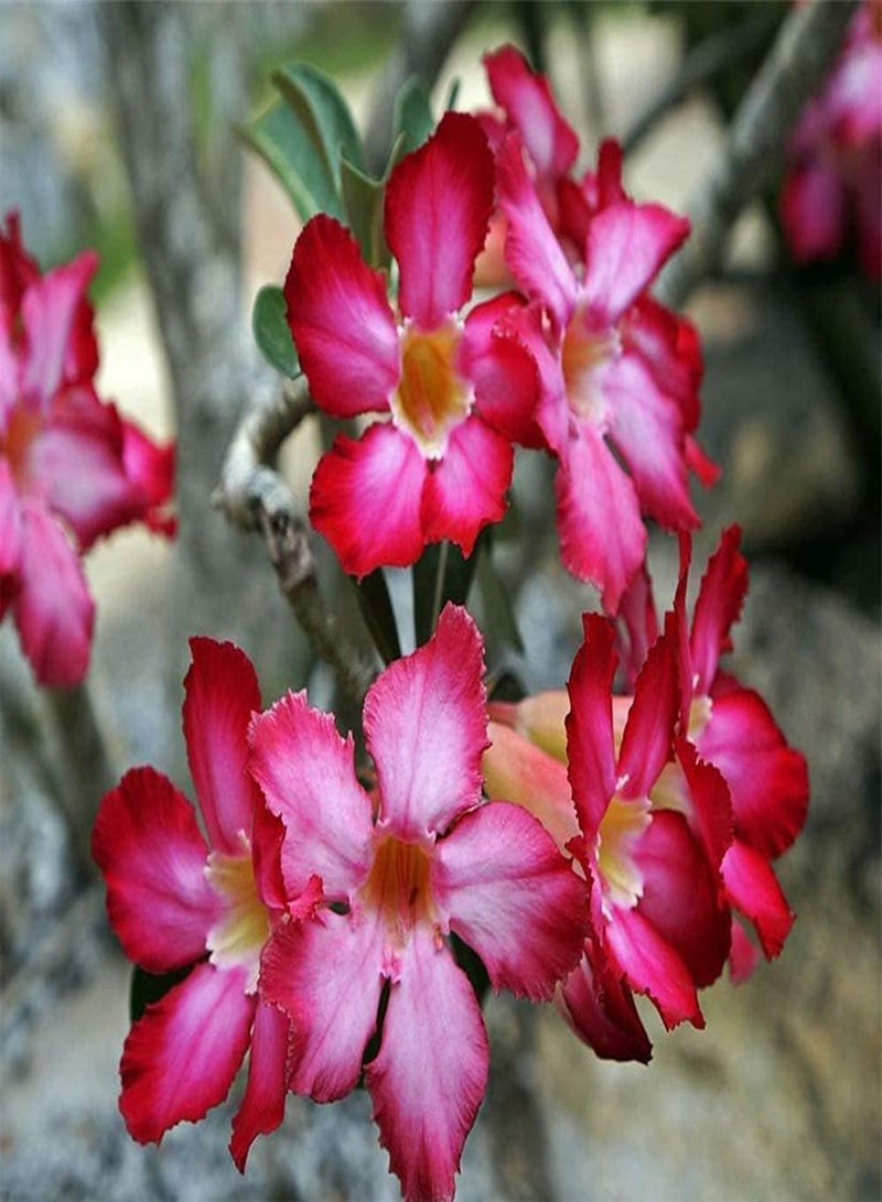 جي جوت قطع من بذور وردة الصحراء المعمرة، بذور زهرة موروثة للزراعة في الهواء الطلق، زهور وردية باهتة تتفتح في الصيف، سهلة البقاء على قيد الحياة في أشجار الحديقة - Image 3