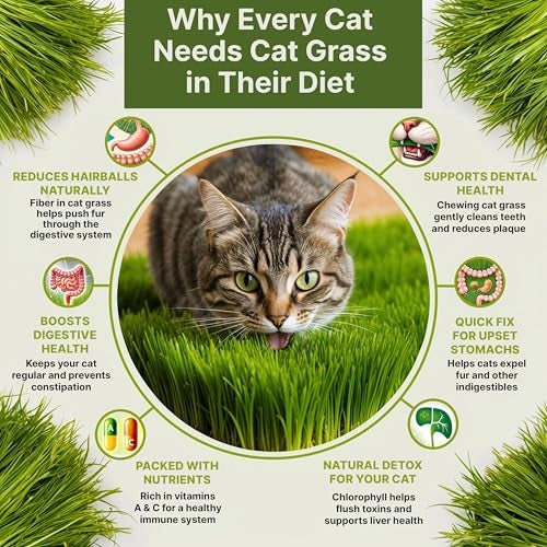 Organo Republic Cat Grass Seeds Mix - 5,200 Non-GMO Heirloom Seeds for Cats & Pets, 4 oz Pack for Growing Fresh Barley, Oat, Rye & Wheat Grass Seeds for Planting, Indoor Plants for Pets, Hairball Remedy for Cats - Image 5