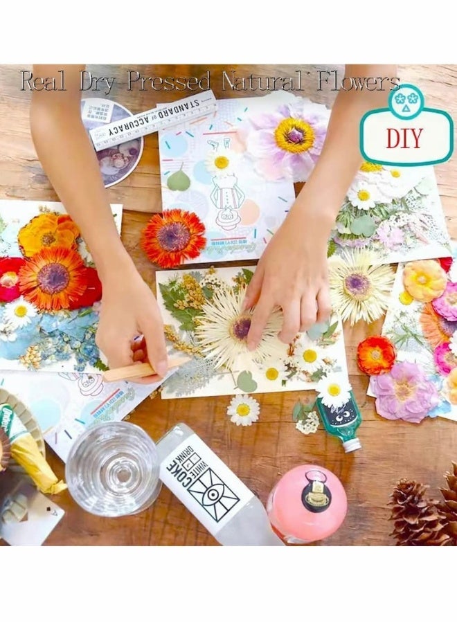 عبوتان من الزهور البيضاء المجففة لمجوهرات الراتنج - أوراق زهور مجففة مضغوطة حقيقية مع ملقط للحرف اليدوية، وفن الأظافر، وصناعة الشموع، وأغطية الهاتف، وزينة المجوهرات - Image 2