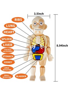 GROIC Kids Early Educational Learning Toys Human Organs Model with Removable Parts ,17 Pcs DIY Assembly Science Kits Toys for Boys Girls Preschool Learning Toys  - Image 3
