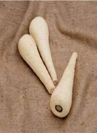 Vegetable Parsnip F1 Gladiator 150 Seeds - pzsku/ZFFD5B992D1CFA3CABF47Z/45/_/1741600761/ce5146a0-7d0e-421c-b666-b913ecd2b027