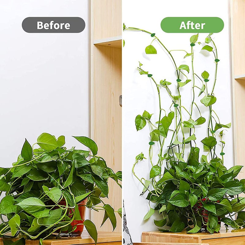 Zibo Plant Climbing Wall Fixture Clips,100Pcs Plant Fixer Self-Adhesive Hook,Garden Vegetable Plant Support Binding Clip Invisible Wall Vines,Fixture Wall Sticky Hook Fixing Clip Vines Holder (B-100 Pcs) - Image 4