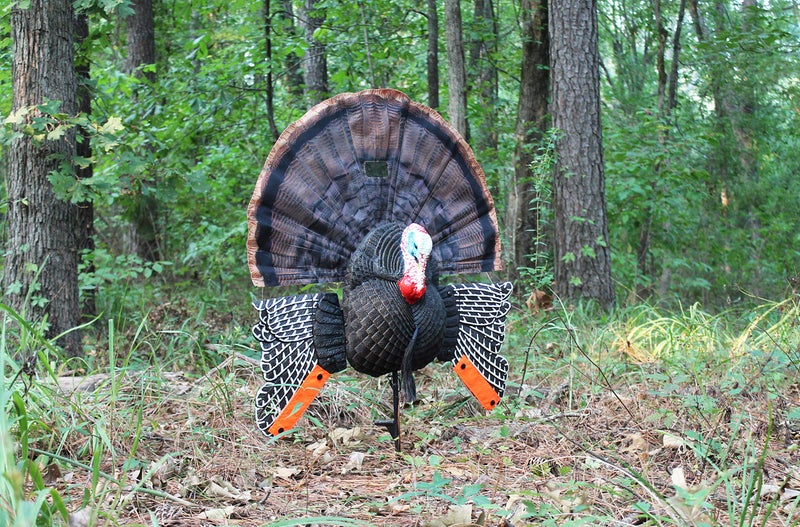 MOJO Outdoors MOJO Scoot-N-Shoot MAX Tom Turkey Hunting Decoy with Realistic Fan - Image 4