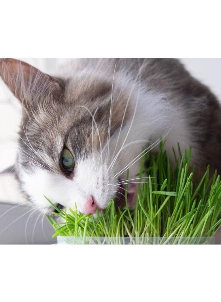 Flamingo Cat Grass Soft And Rich In Vitamin 11G