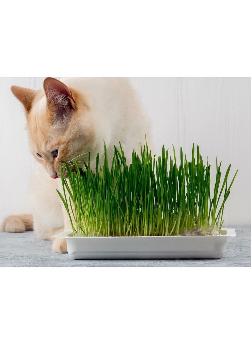 Flamingo Cat Grass Soft And Rich In Vitamin 11G