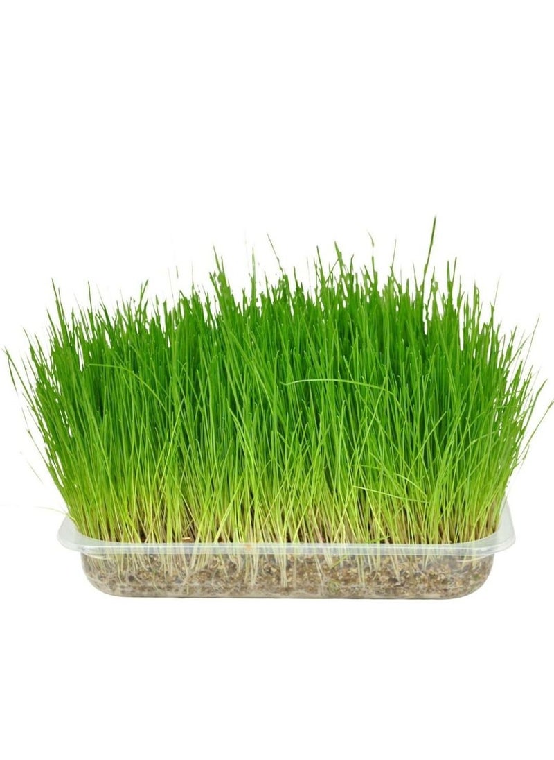 Flamingo Cat Grass Soft And Rich In Vitamin 11G