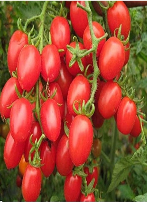 100Pcs Cherry Tomato Seeds