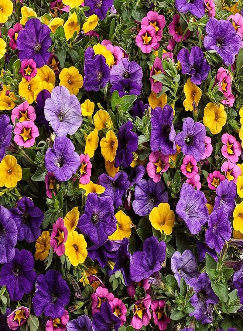 GGOOT 100Pcs Mixed Petunia Seeds Beautiful Ornamental Flowers Create Unique Artistic Landscape Make Surrounding Environment More Beautiful - Image 1