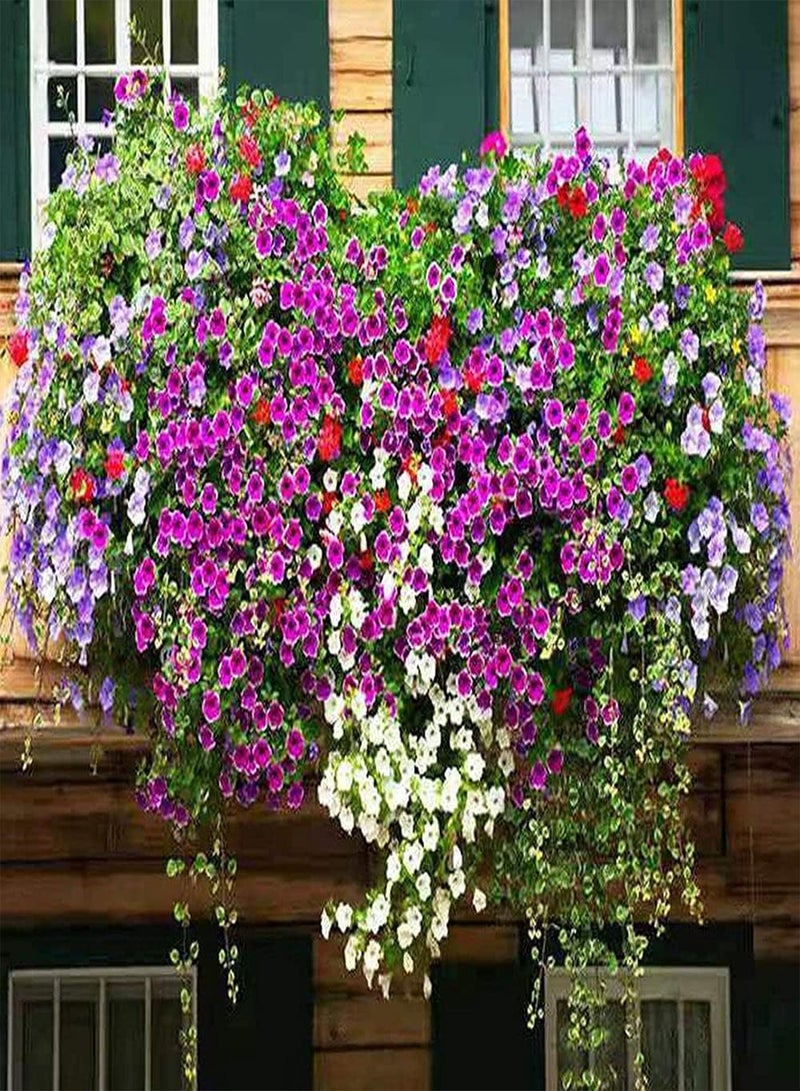 GGOOT 100Pcs Mixed Petunia Seeds Beautiful Ornamental Flowers Create Unique Artistic Landscape Make Surrounding Environment More Beautiful - Image 2
