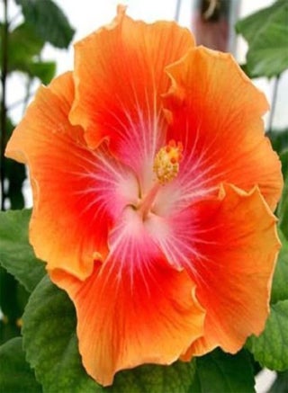 20 Rare Yellow Orange Hibiscus Seeds Giant Dinner Plate Flower Garden Exotic - pzsku/ZFFFF5BFF929446615276Z/45/1746408378/083fb121-0457-449b-b8ec-83f52f9b5262
