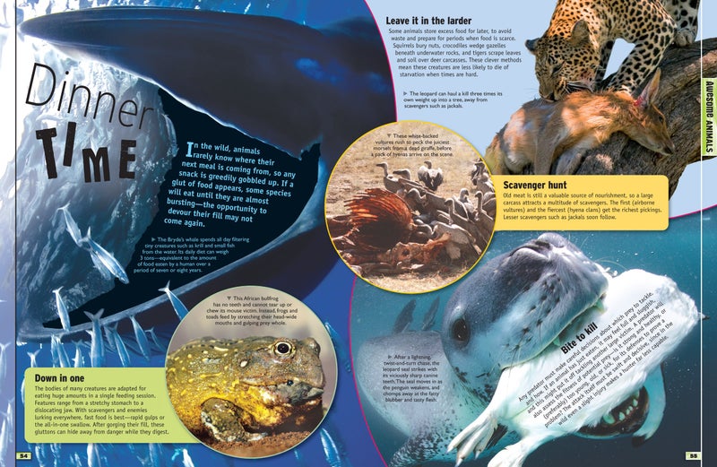 Discover The Extreme World - Hardcover English by Amanda Askew - 40756 - Image 2