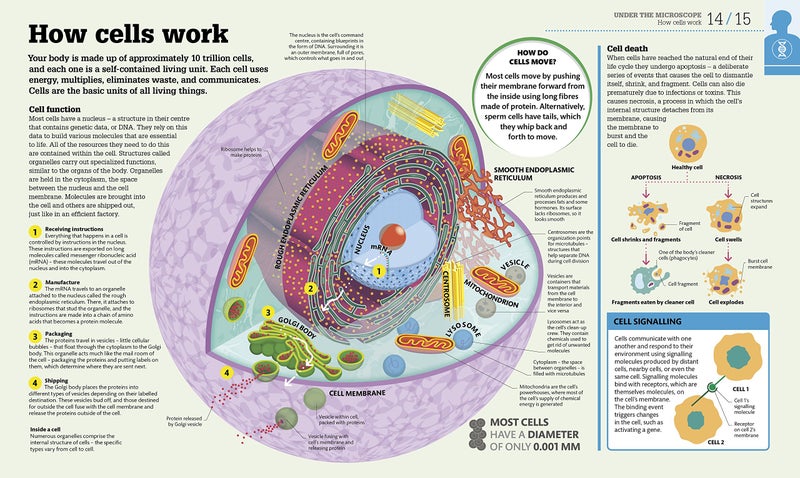 كيف يعمل الجسم - Image 2
