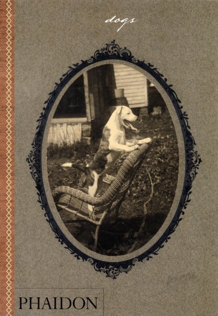 دوغز - غلاف مقوى الإنجليزية - 15/10/2007