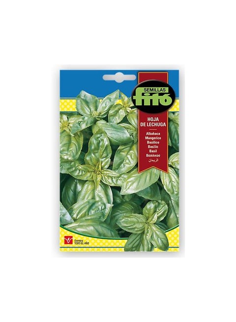 Basil Leaf Of Lettuce Multicolour