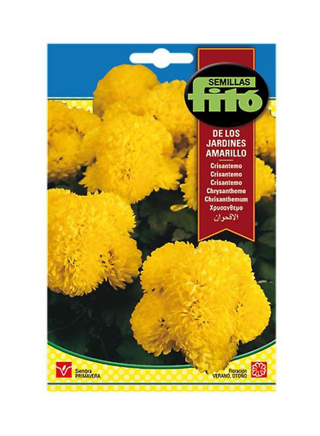 فيتو الأقحوان متعدد الألوان