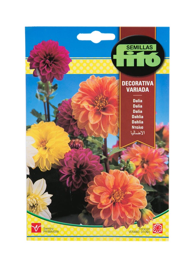 Fito Dahlia Decarative Mix 