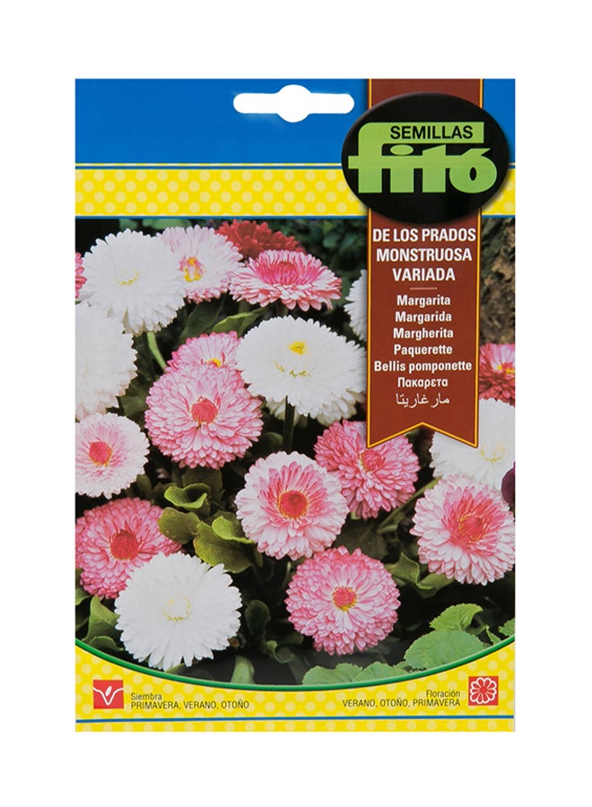 Bellis Pomponette Big Flower Mi Multicolor