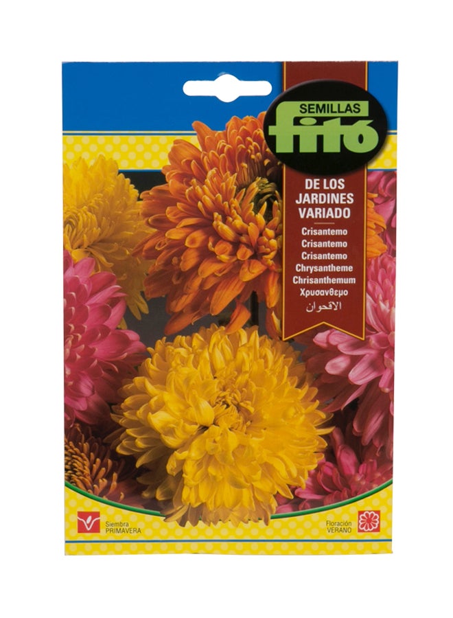 فيتو بذور الزهرة الخالدة الأبدية متعدد الألوان