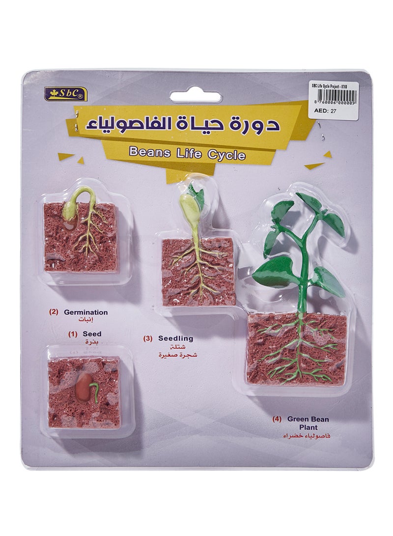 SBC Beans Life Cycle Educational Toy Model Brown/Green