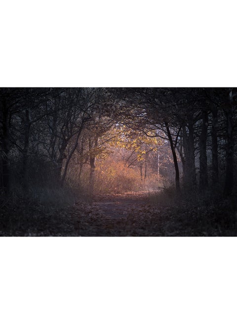 Trees Branch Pathway Dark Autumn Forest Backlit Wall Art Canvas Print Multicolour 100x63x3.5cm