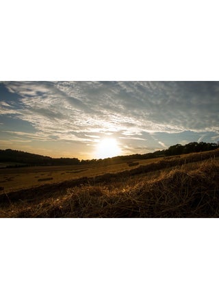 Field Grass Trees Sunlight Wall Art Canvas Print Multicolour 100x63x3.5cm - v1537609605/N18040940A_1