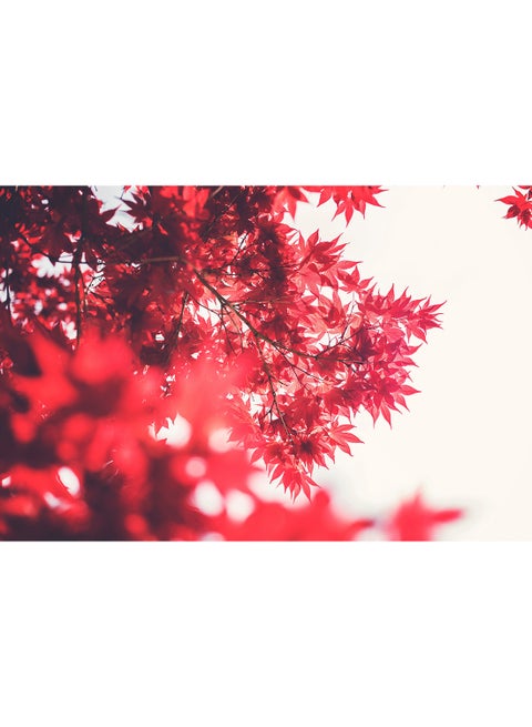 Maple Tree Wall Art Canvas Print Multicolour 100x67x3.5cm