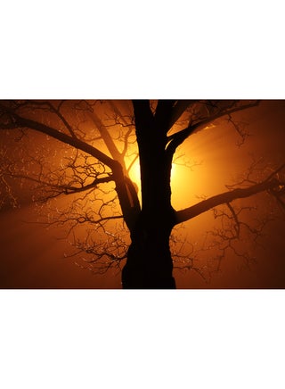 Branch Tree Sunbeams Wall Art Canvas Print Multicolour 100x67x3.5cm - v1537610495/N18055658A_1