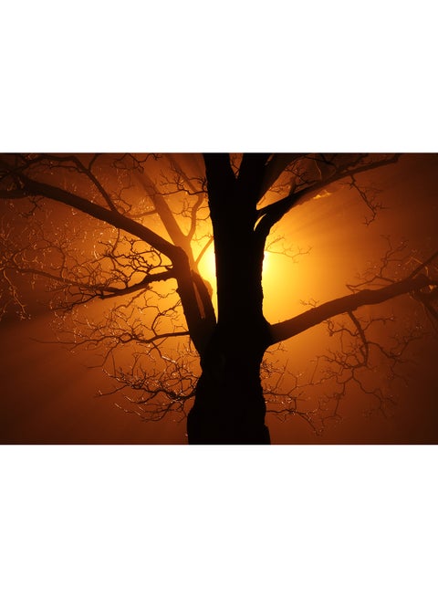 Branch Tree Sunbeams Wall Art Canvas Print Multicolour 100x67x3.5cm